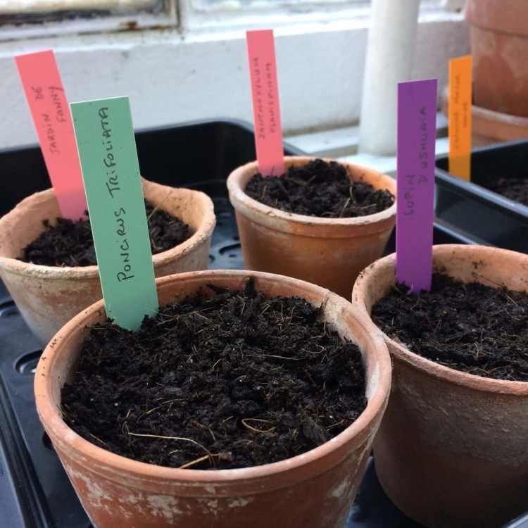 Etiquettes Semis, Boutures, Potées