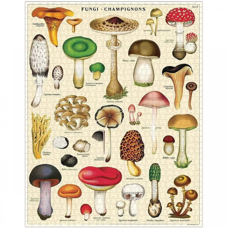 Puzzle Champignons / Mushrooms