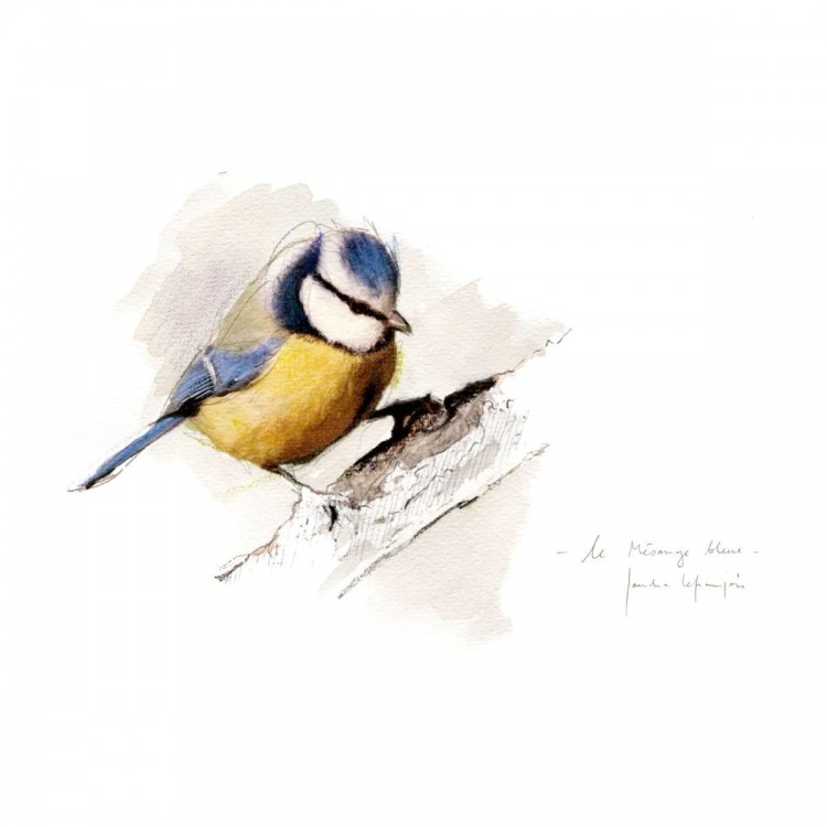 Oiseaux du jardin - Sandra Lefrançois