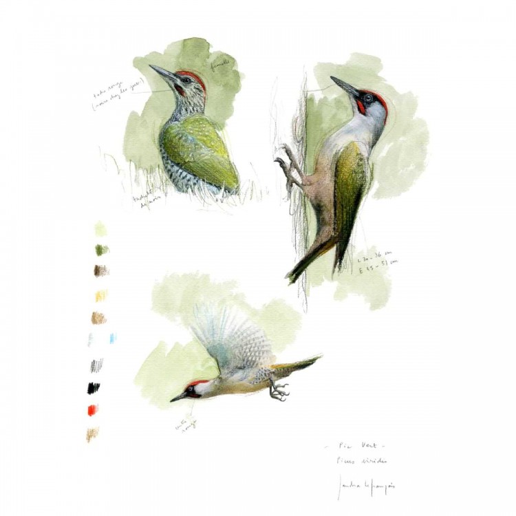 Oiseaux du jardin - Sandra Lefrançois