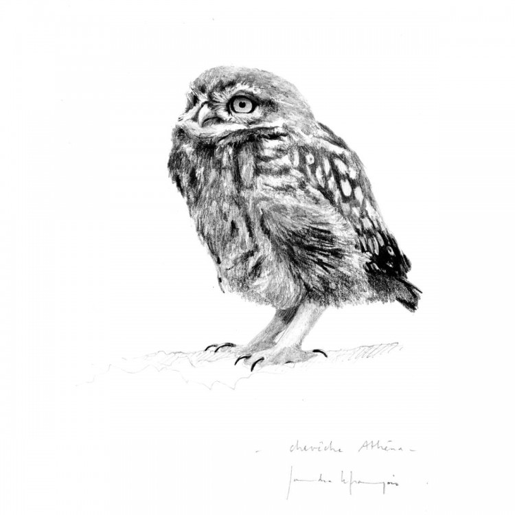 Oiseaux du jardin - Sandra Lefrançois