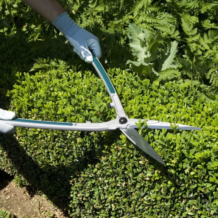 cisailles topiaire et haies burgon and ball