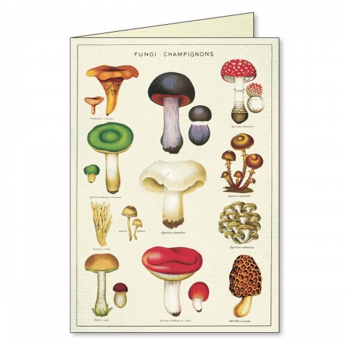 cartes de correspondance Jardin Notecards Cavallini cartes de correspondance Jardin Notecards Cavallini