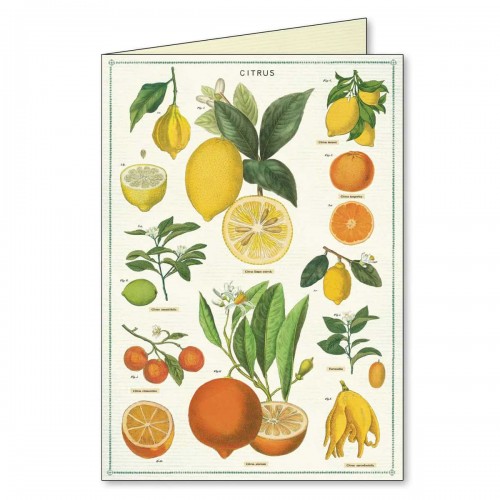 cartes de correspondance Jardin Notecards Cavallini cartes de correspondance Jardin Notecards Cavallini