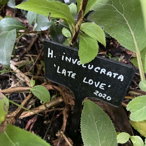 Etiquette jardin plastique noir sur tige