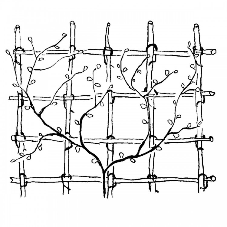 Fixations Trombone du Jardinier