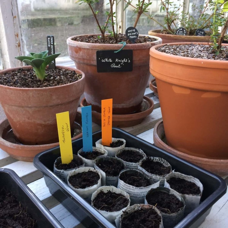 Bac à Semis Bac à Semis