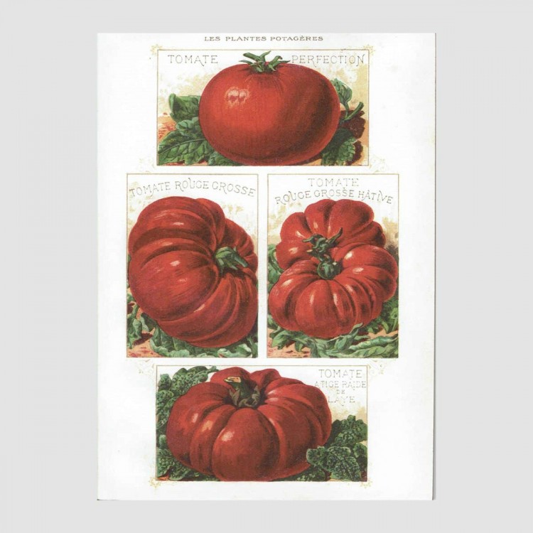 Cahier A5 Tomates
