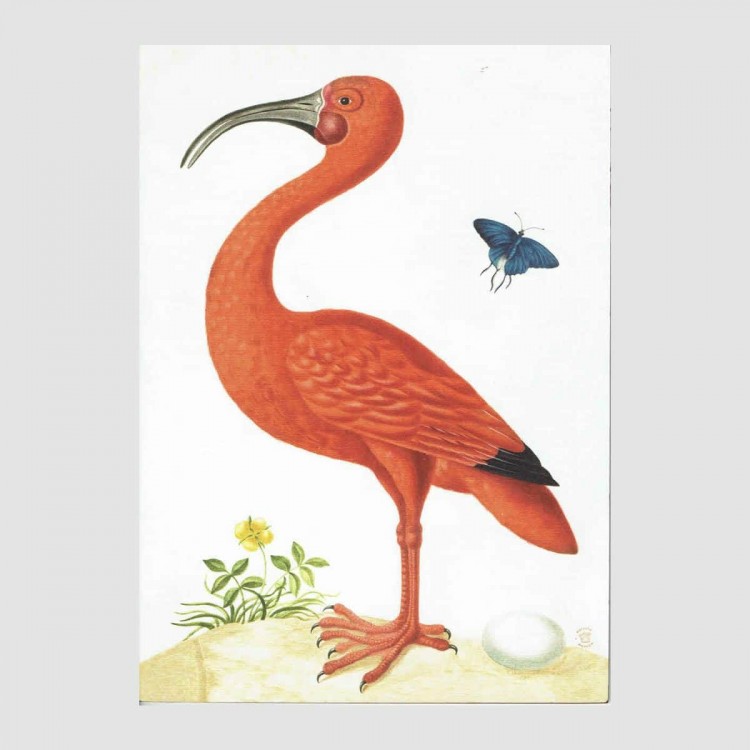Cahier Ibis Orange