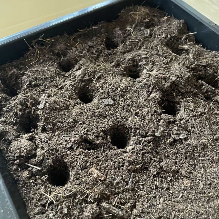 Gabarit semis, plantoir 4 trous en bois