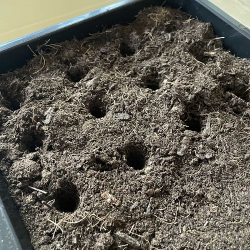 Gabarit semis, plantoir 4 trous en bois