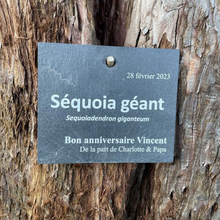 Etiquette botanique ardoise...