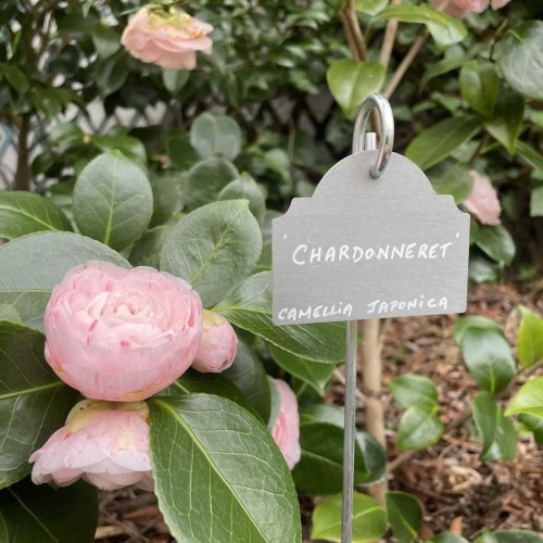 Etiquette zinc Le Lude, Camellia japonica 'Chardonneret'