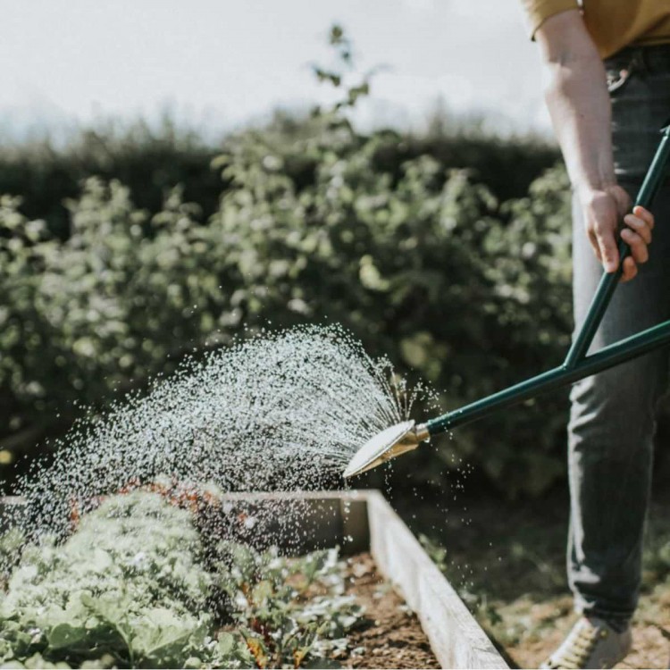 Pomme d'Arrosoir Haws 320