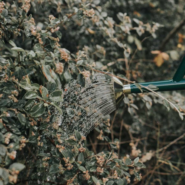 Pomme d'Arrosoir Haws 350