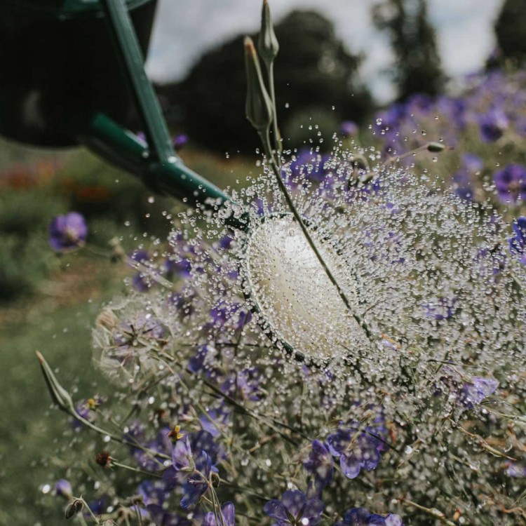 Pomme d'Arrosoir Haws 330