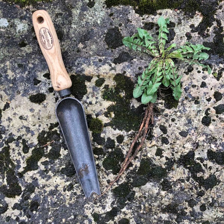 Gouge à Désherber Langue de Serpent