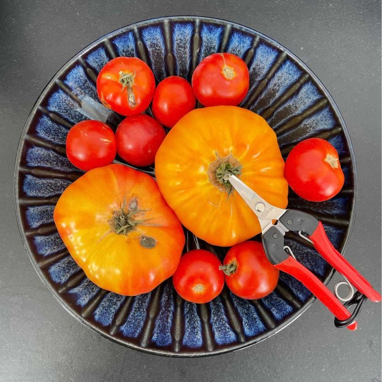 Epinette Lame Courbe Felco 320