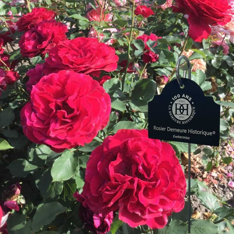 Rosier Centenaire de La Demeure Historique, étiquette zinc Le Lude gravée