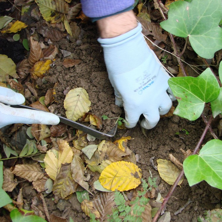 Désherbeur Japonais Désherbeur Japonais