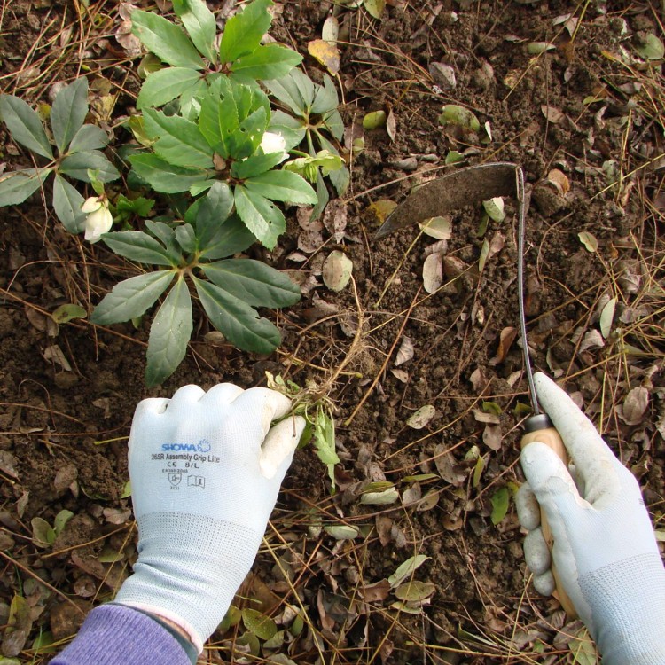 Désherbeur Japonais Désherbeur Japonais