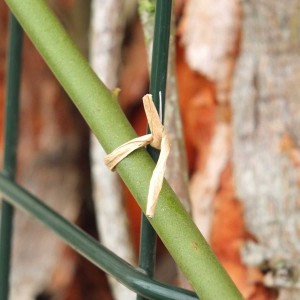 ficelle-kraft-metal-tuteurage-jardin 2