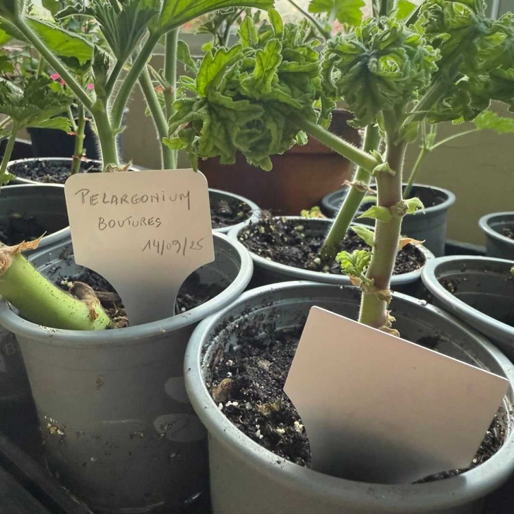 Étiquettes jardin à planter,...