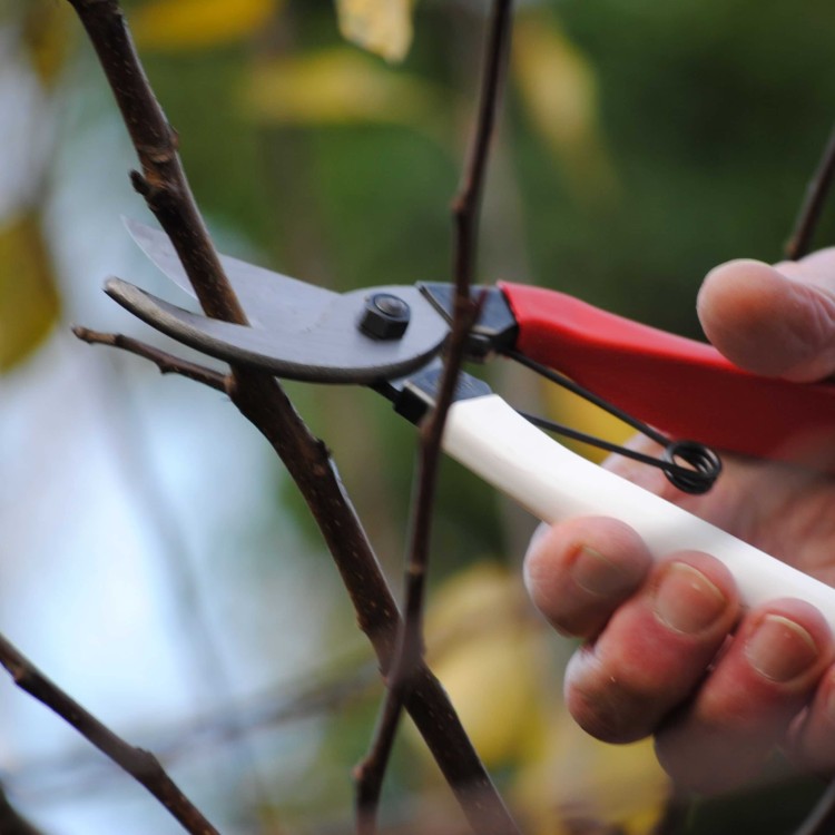 Sécateur Okatsune le sécateur Japonais