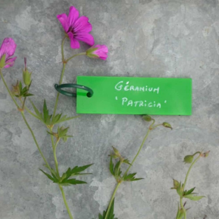 Etiquettes Plexiglass Vert