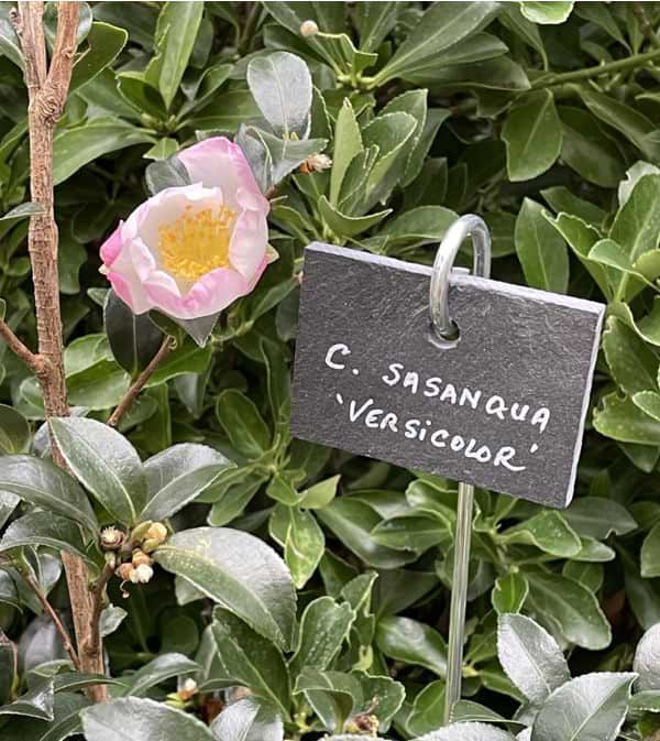 marquage durable sur ardoise ext&eacute;rieure jardin