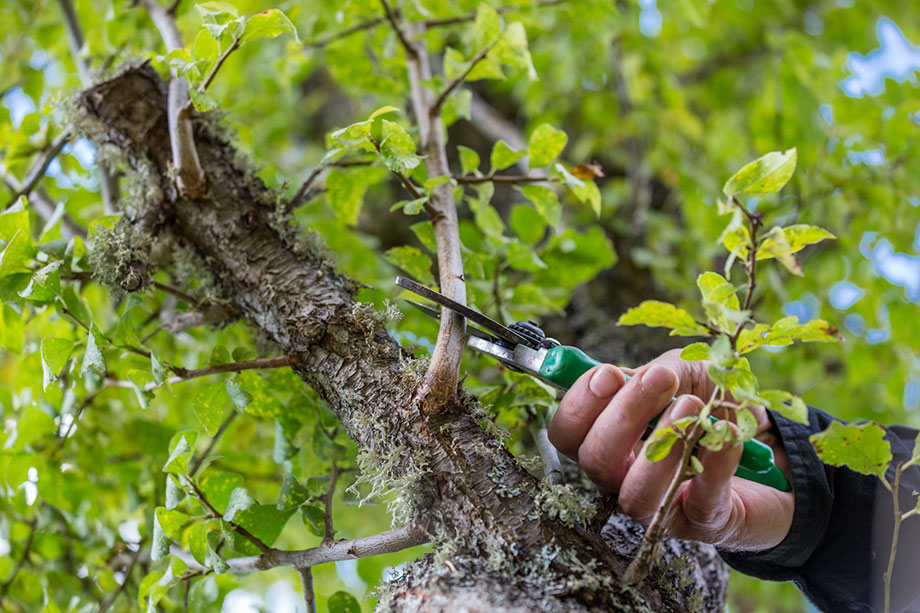 Sécateur coupe-branche - taille et entretien des arbres