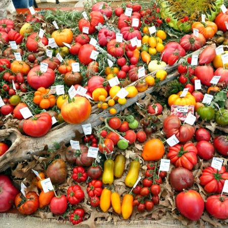 Une incroyable collection de tomates !