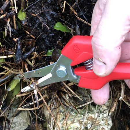 En mars, nettoyez les plantes vivaces dans les massifs