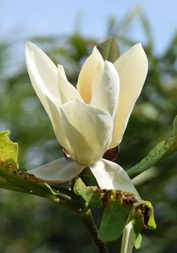 Magnolia obovata - le magnolia à grandes feuilles