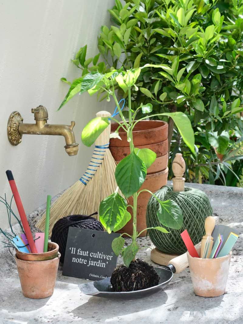 Réussir ses semis de printemps : quand semer et comment bien démarrer au jardin