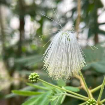 Où trouver une plante rare ?